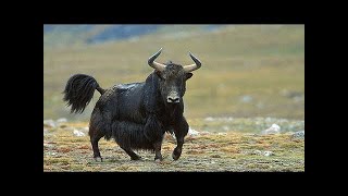 A WILD YAK  a huge and aggressive mountainclimbing bull with goat hair and big horns [upl. by Junna]