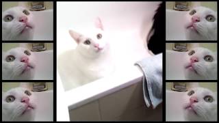 We Cant Stop Parody  Cats Sing Miley Cyrus [upl. by Berkman]