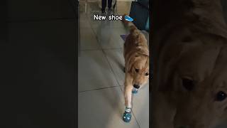 New shoe 👟dog doglover goldenretiever dogowner [upl. by Fondea]