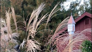 Miscanthus Maiden Grass at Madigan Ridge Farm Shorts￼ short shortsvideo [upl. by Dnomyad]