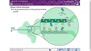 GROUP I INTRONS [upl. by Atterol342]