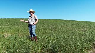 Nitrogen Fixation by Switchgrass may Promote Diversity Without Fertilizer [upl. by Potash]