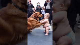 The golden retriever and the little P child have been doing judo training dou is popular cutepet [upl. by Rufina]