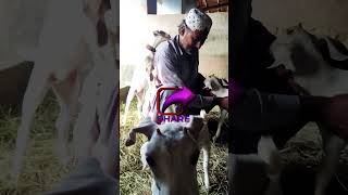 Most rare goat bree quotSindhi Wight Tapri quot 👍🤗subscribe viralvideos sindhisong viralnow reels [upl. by Ashwell759]