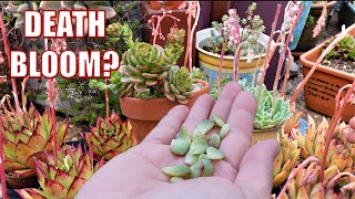 What to do with Different SUCCULENT FLOWER  Crosspollination  Growing Succulents with LizKreate [upl. by Nauhs]