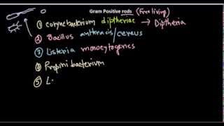 Gram positive rods introduction [upl. by Aniroz]