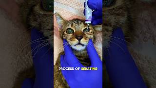 Why Cats Need Eye Lubricant During Sedation Fascinating Facts [upl. by Aisayt]