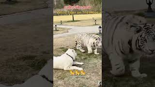 White Tiger on The Move । shorts tiger wildlife । [upl. by Eemiaj723]