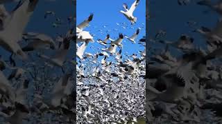 Migratory Snow Geese live in the Pacific Northwest and spend the entire winter in the Skagit Valley [upl. by Nohcim358]