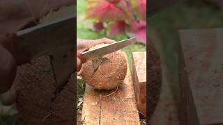 Skills in opening coconut shells [upl. by Lyrehs]