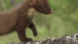 Pine Marten one of Britains rarest carnivores [upl. by Deanne]