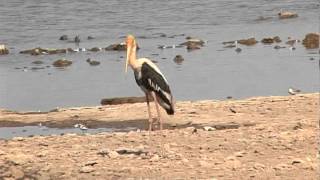 Grey Heron and Stork [upl. by Mettah183]