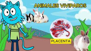 🐣🥚¡Animales Ovíparos Vivíparos y Ovovivíparos para niños🦈🐾 [upl. by Euhsoj]