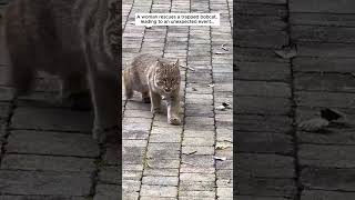 A woman rescues a trapped bobcat and then bobcat cat short [upl. by Sanfourd]