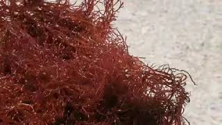 Red OGO Macro Algae Saltwater Marine [upl. by Mercier526]