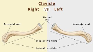 Anatomy of clavicle boneamp function collar bone 🦴 DrNY [upl. by Seabrook]