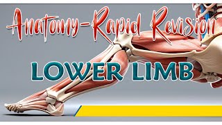 Anatomy of Lower Limb  Rapid revision By Dr Krishna Sahith [upl. by Ayirp]