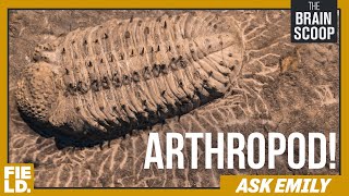 ARTHROPOD  Ask Emily [upl. by Anisirhc]