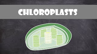 Chloroplast Structure and Function  Botany  Cell Biology [upl. by Drarehs220]