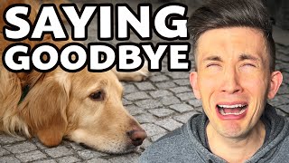 The reason my husband lost his first guide dog so sad [upl. by Fanechka]