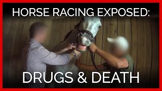 Horse Racing Exposed Drugs and Death [upl. by Elberfeld576]