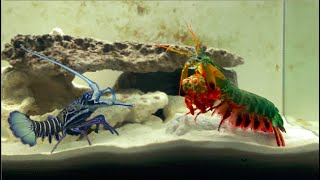 Giant Mantis Shrimp VS Saltwater Blue Lobster [upl. by Ursal]