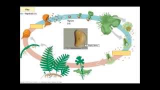 The Fern Lifecycle [upl. by Jacinto]