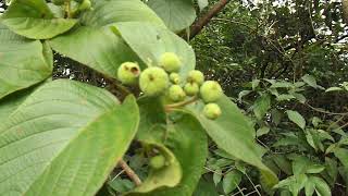 Veludobranco Angélica araçábranco GUETTARDA VIBURNOIDES mais uma fruta do cerrado [upl. by Adnilemreh605]