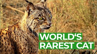 Iberian Lynx  Back From the Brink of Extinction  Free Documentary Nature [upl. by Eignat]