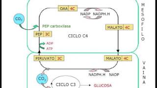 Biología  Ciclo C4 HatchSlack [upl. by Adam]