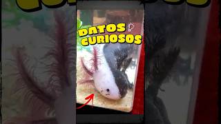 Datos curiosos que no sabías datos curiosidades curioso fyp parati foryou foryoupage omg [upl. by Blackstock392]