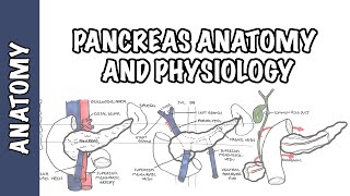 Pancreas Clinical Anatomy and Physiology [upl. by Clarke720]