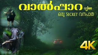 Secret Forest Road in Athirapally to Valparai route 4K [upl. by Lertsek]