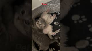 Scottish Fold Kittens The Adorable EarFolded Wonders [upl. by Tisman]