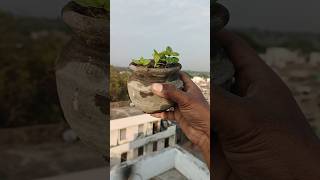 How to grow jaam from seeds🌱😍 indianfarmer terracegardening kitchengardning balconygarden short [upl. by Dekeles145]