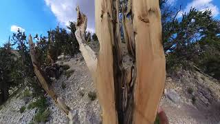 Bristlecone Pine Forest Discovery Trail  8424 [upl. by Mcquade]