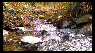 Vögel singen Das Rauschen des Waldbaches Wiederherstellung des Nervensystems Entspannen ASMR [upl. by Nhguavaj506]