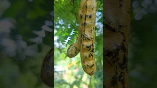 Beautiful Tamarind In My Garden 🤤 shorts fruit garden tamarind [upl. by Enyaht]