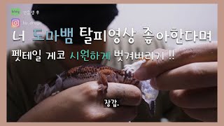 드래곤 일지  모두가 좋아하는 도마뱀 탈피영상  탈피부전 팁 레오파드 게코 크레스티드 게코 도마뱀 feat포메라니안 [upl. by Gniy108]