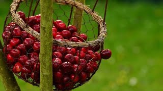 Cherry Picking 2023  Rose Farm Orange Australia [upl. by Nap207]