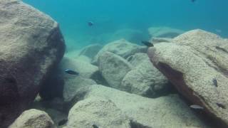 Copadichromis trewavasae at Masimbwe Islet [upl. by Jan]