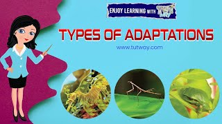 ANIMALS ADAPTATION  How Adaptation In Animals Work  Animal Adaptations for Kids  Science shorts [upl. by Neelrihs]