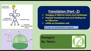 Charging of tRNA by Amino Acyl Synthetase  Peptidyl Transferase  Class 12th  NCERT  NEET [upl. by Schlenger425]