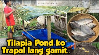 Bago kung Trapal PondBackyard Tilapia farmingGiant TilapialJalzjasonstudio [upl. by Aiyot141]