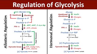 Regulation of Glycolysis  Allosteric vs Hormonal Regulation of Glycolysis  Biochemistry [upl. by Attenweiler828]