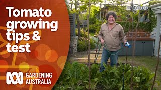 Tomato growing tips and testing your tomato knowledge  Gardening 101  Gardening Australia [upl. by Aynas]