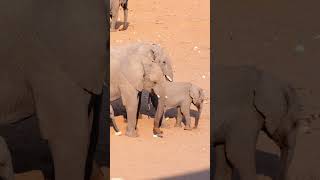 Elephant In Etosha National Park [upl. by Langbehn930]