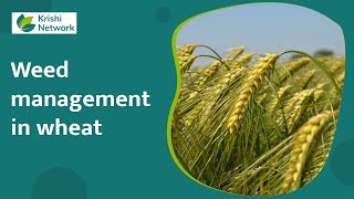 Weed Management In Wheat  Information   krishi Network [upl. by Certie]