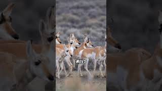 Fun Facts About Pronghorns shorts [upl. by Ellenrahc]