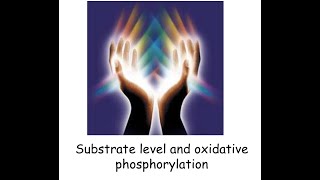 Oxidative Phosphorylation [upl. by Nahshon]